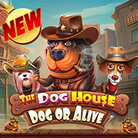 The Dog House – Dog or Alive